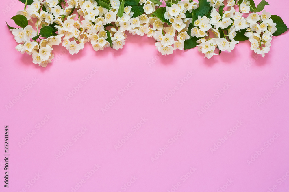 Jasmine, Philadelphus or mock-orange flowers border on pink background. Copy space, top view. Summer, spring background. Jasmine, Philadelphus or mock-orange flowers border on pink background. Copy space, top view. Summer, spring background.