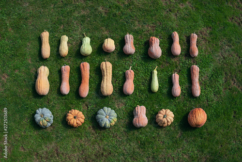 Pumpkins on the lawn photo