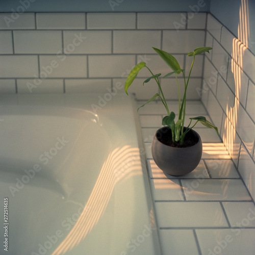 A potted plant next to a bath in the morning.