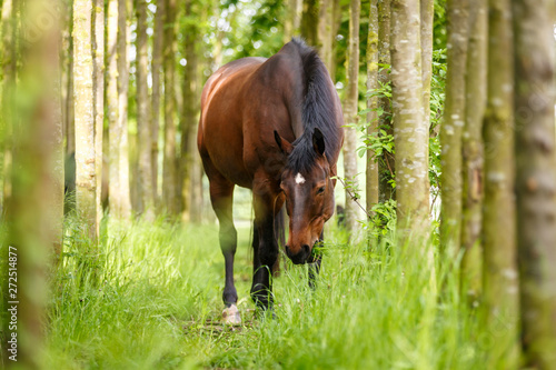 Pferd frisst im Wald