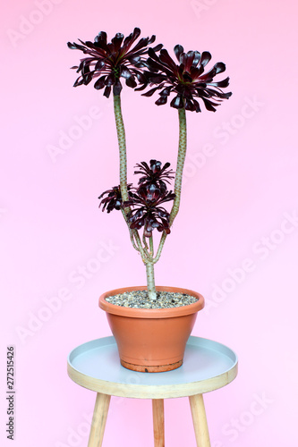 Aeonium plant in pot, against pink background photo