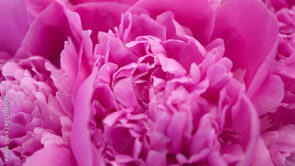 Beautiful pink peony bouquet background. Blooming peony flowers closeup. Rotation. 4K UHD video footage. 3840X2160 Beautiful pink peony bouquet background. Blooming peony flowers closeup. Rotation. 4K UHD video footage. 3840X2160