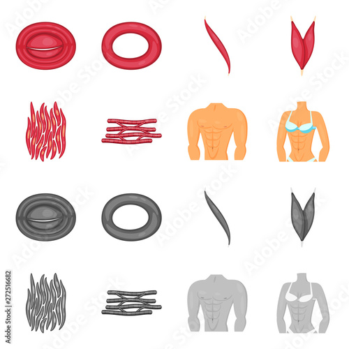 Isolated object of fiber and muscular icon. Set of fiber and body  stock symbol for web.