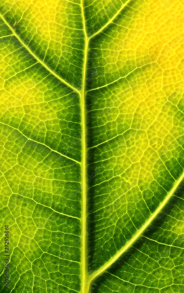 Backlit ficus leaf changing color in autumn Backlit ficus leaf changing color in autumn