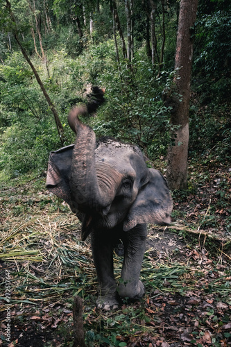 Elephant Jungle Sanctuary photo