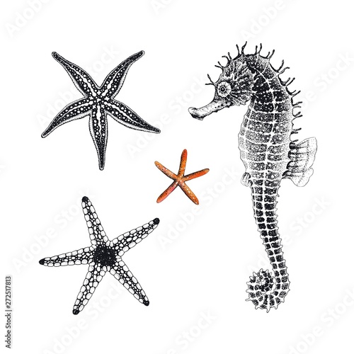 Starfishes and Seahorse hand drawn, vector illustration. Collection sea design elements, symbols marine decors.