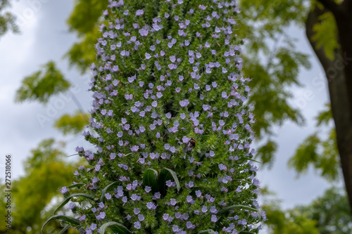 Unusual Echium Pininana flowering plant, endemic to the Canary Islands. Photographed in Middle Temple garden, London, UK. photo