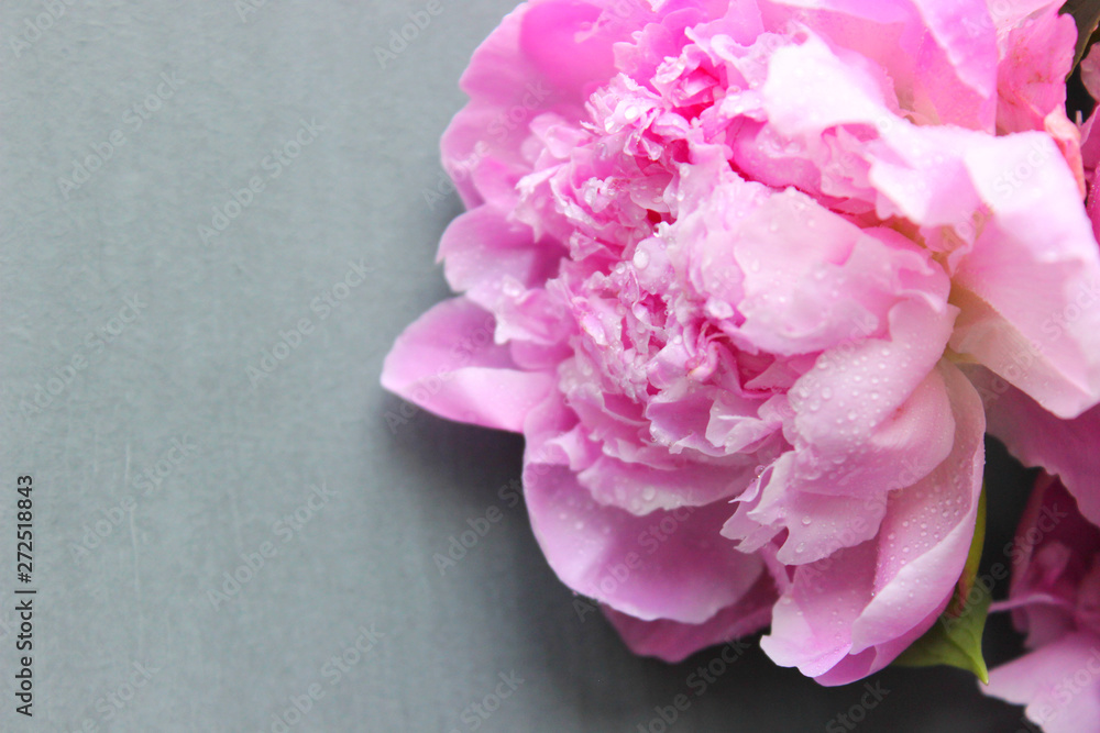 Pink Peonies.Big charming fresh flower pion on a dark gray stone table.Copy space. Pink Peonies.Big charming fresh flower pion on a dark gray stone table.Copy space.