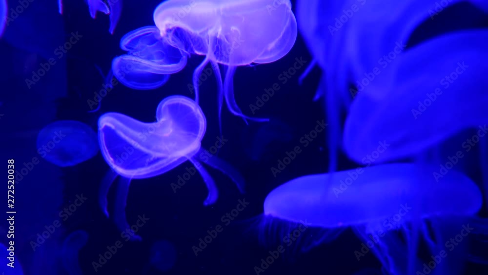 Close-up Jellyfish, Medusa in fish tank with neon light. Close-up Jellyfish, Medusa in fish tank with neon light.