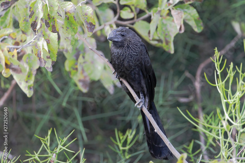 Smooth-billed Ani (Crotophaga ani), Puerto Egas, Santiago, Galapagos Islands, Ecuador