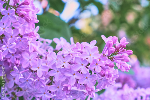Fototapeta Naklejka Na Ścianę i Meble -  Floral background made of blooming lilacs. Macro view of purple blossom bush. Five petal flower lilac. Springtime and summer concept. Space for text.