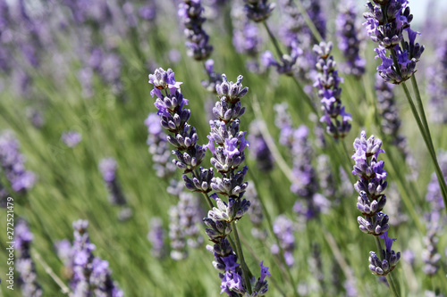 Blooming lavender in the field. Lavender flowers.