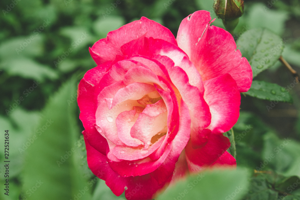 Lonely pink rose with raindrops among the foliage. Lonely pink rose with raindrops among the foliage.