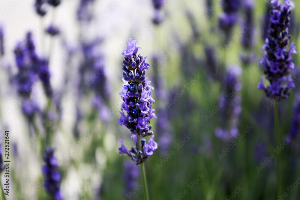 Blooming lavender in the field. Lavender flowers. Blooming lavender in the field. Lavender flowers.