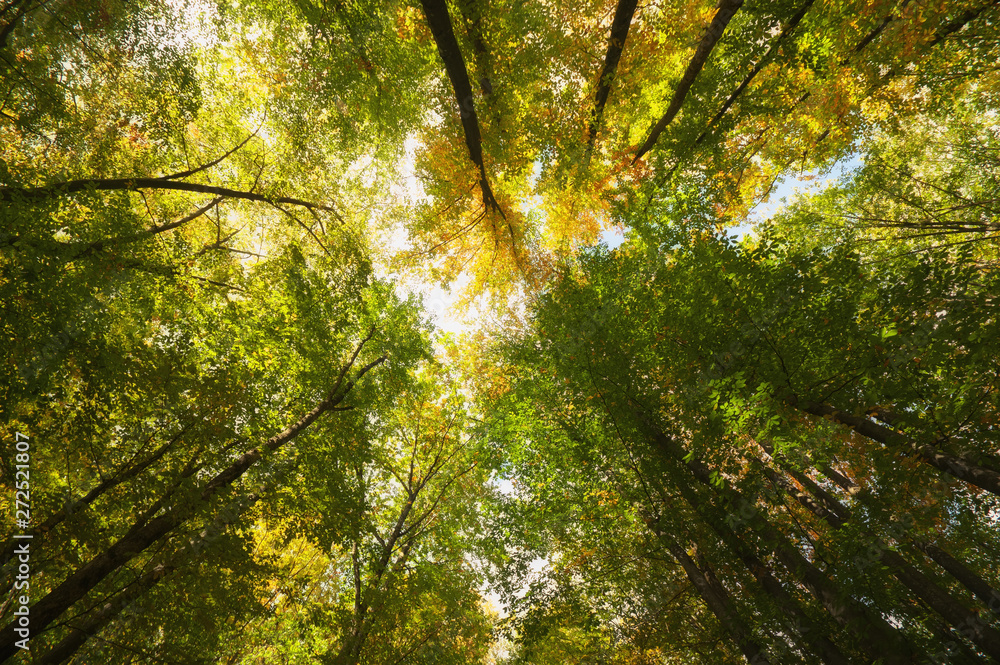 Fototapeta premium Into the forest. Nature composition