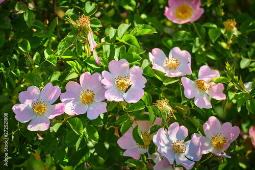 Dog rose (rosa canina) flowers in springtime photo