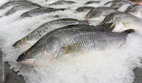 Sea bass fish on ice at Supermarket and department store, Ingredients for cooking, food concept.