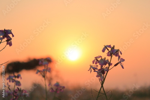 夕日に照らされる砂漠の花