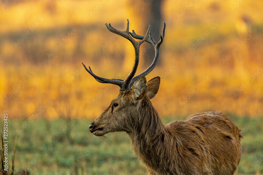 Obraz premium Kanha National Park - Sambar Deer (Rusa unicolor)