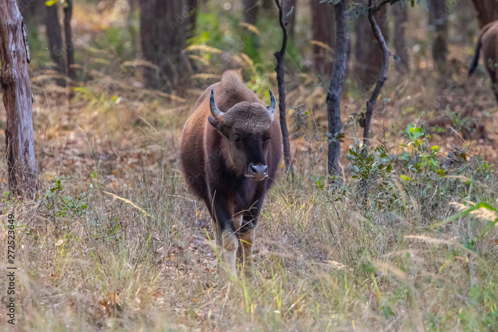Bandhavgarh National Park, India - Gaur (Bos gaurus) Bandhavgarh National Park, India - Gaur (Bos gaurus)