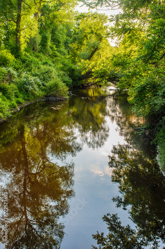 Stream Forest Reflections