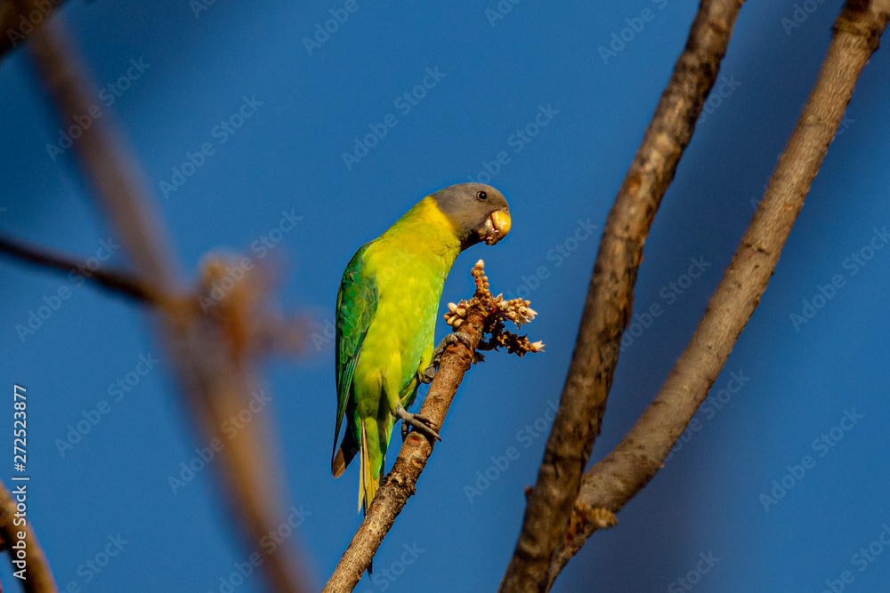 Naklejka premium Pench National Park, India - Plum-headed Parakeet Female (Psittacula cyanocephala) perched in a tree