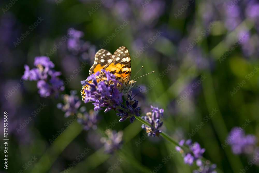 Butterflies on a crop of lavander in the sun Butterflies on a crop of lavander in the sun