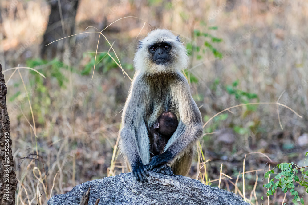 India - Gey Langur Monkey 