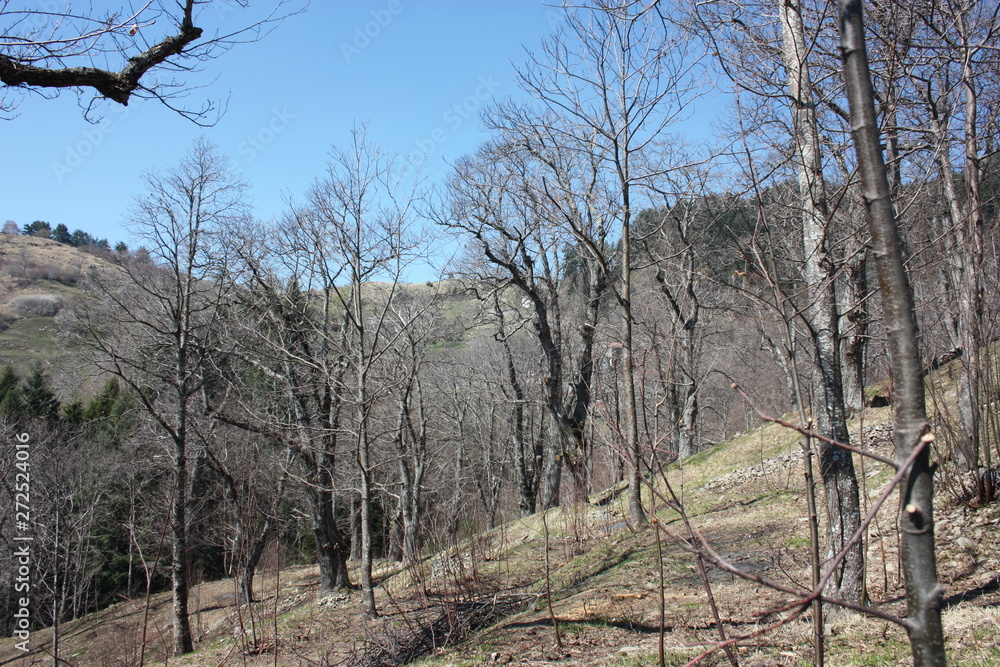 isolated natural landscape in the forest, on the mountains, high on the hill. dry arid green scrub for the summer heat. isolated natural landscape in the forest, on the mountains, high on the hill. dry arid green scrub for the summer heat.