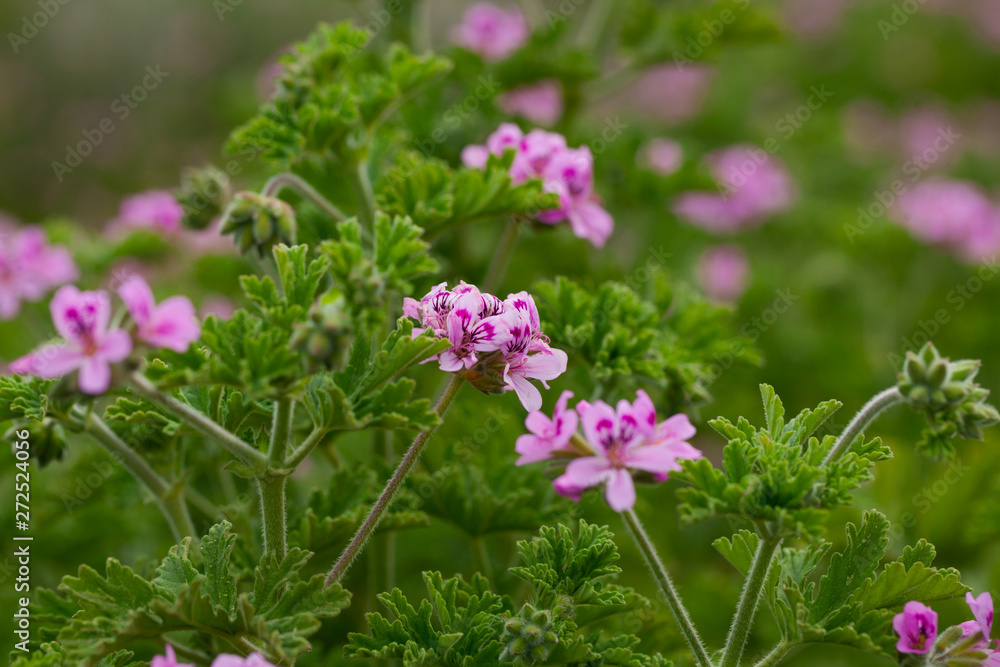 Obraz premium Flowers of Pelargonium