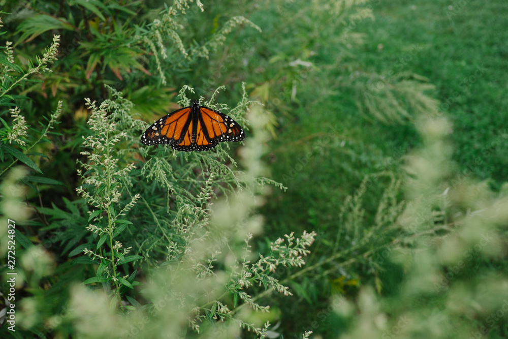 monarch butterfly at rest in field monarch butterfly at rest in field