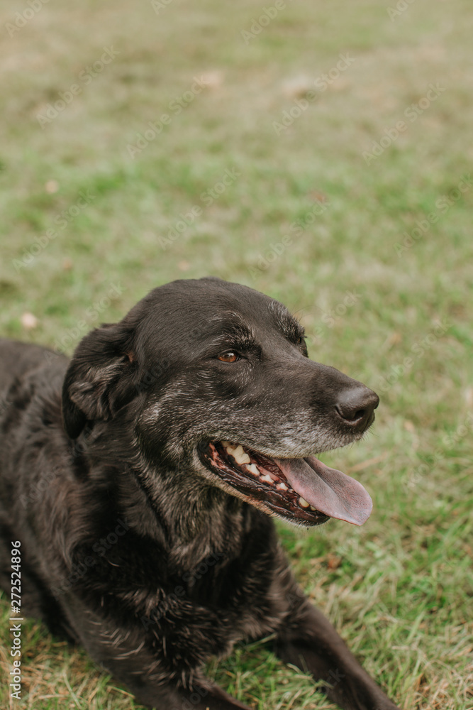 Adorable, Old Labrador Adorable, Old Labrador