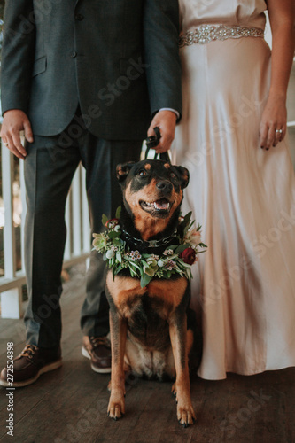 Portrait of Happy Dog at Wedding photo