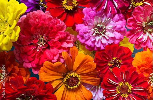 Wallpaper Mural Colorful zinnia flowers Torontodigital.ca