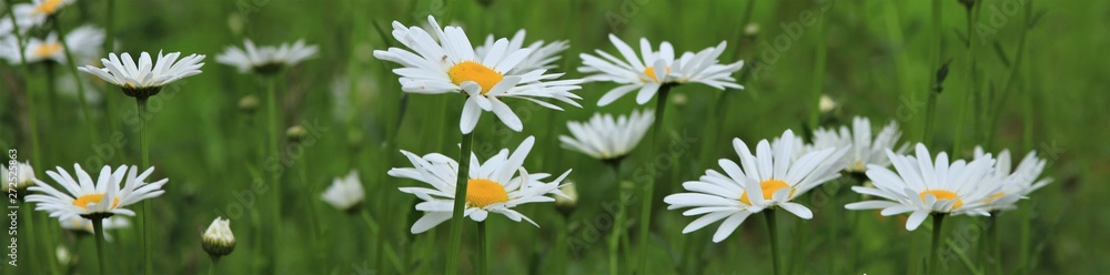 Obraz premium Gänseblümchen im Frühling