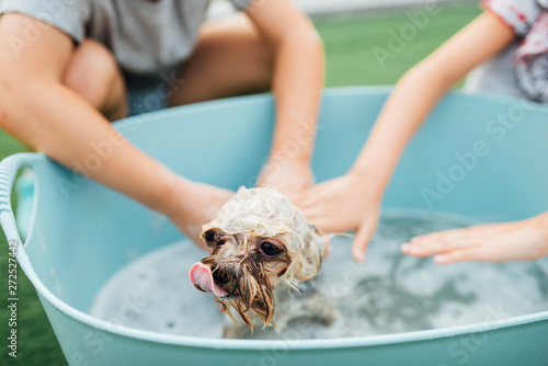 Adorable boy and girl washing pet dog in yard photo