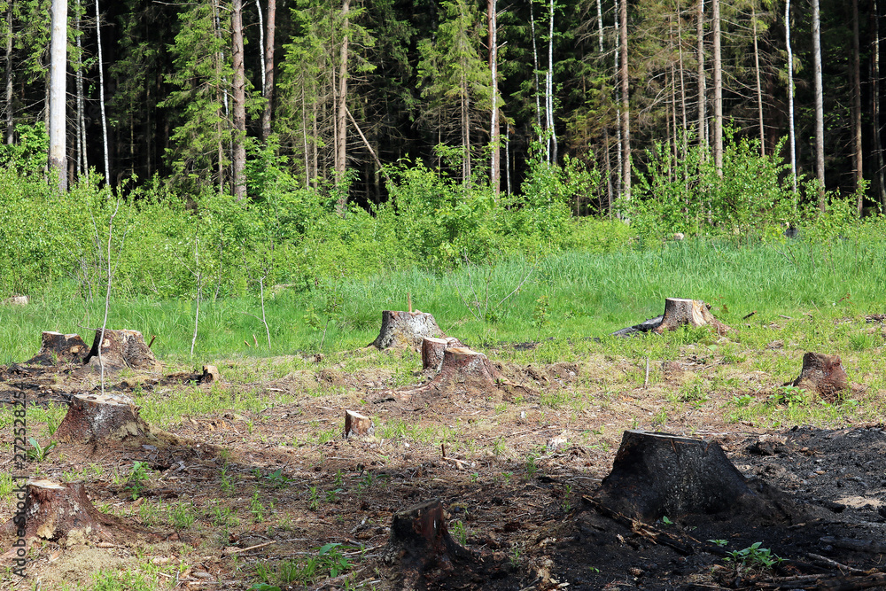 deforestation deforestation