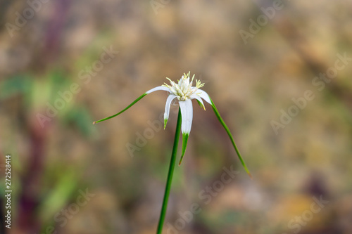 Starrush whitetop a.k.a. white star sedge (Rhynchospora colorata) closeup - Topeekeegee Yugnee (TY) Park, Hollywood, Florida, USA photo