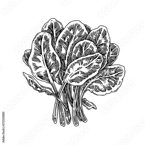 Bunch of fresh spinach. Sketch. Engraving style. Vector illustration.