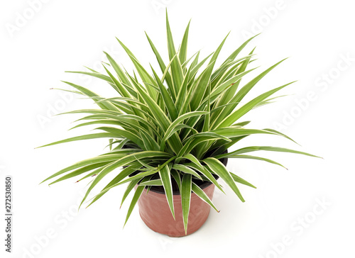 Chlorophytum - evergreen perennial flowering plants in the famil photo