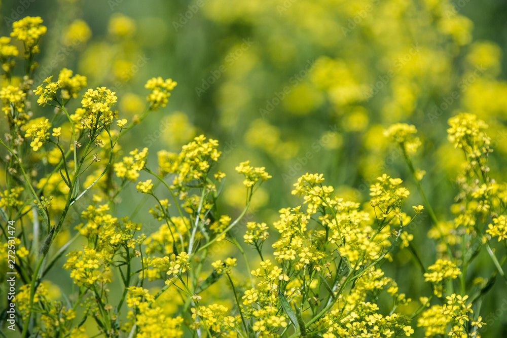 Close up of colza yellow flowers with blurry background. Summer sunny day. Copy space. Close up of colza yellow flowers with blurry background. Summer sunny day. Copy space.