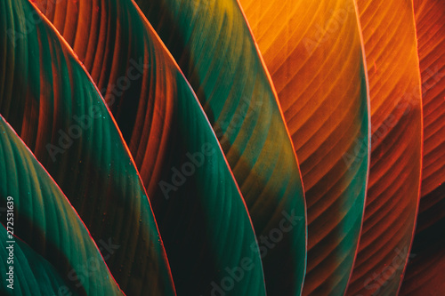 Palm leaf pattern lit with colorful lights
