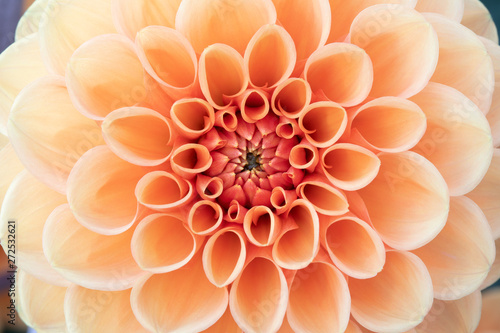 Close-up of an orange Dahlia