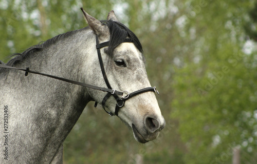 Angry grey horse ridden with cavesson- bitless bridle. Portrait, close up.
