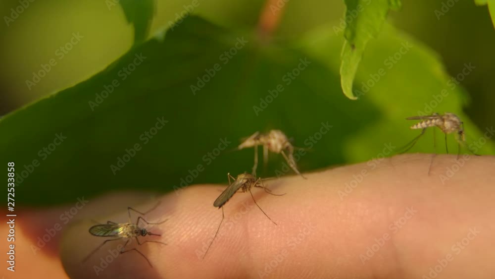 Four mosquitoes perch on a human finger, sting, and collect blood in this stunning macro shot from cinema camera at 120 fps. Four mosquitoes perch on a human finger, sting, and collect blood in this stunning macro shot from cinema camera at 120 fps.