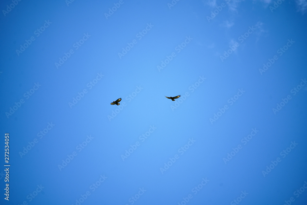 Zwei Falken am Himmel