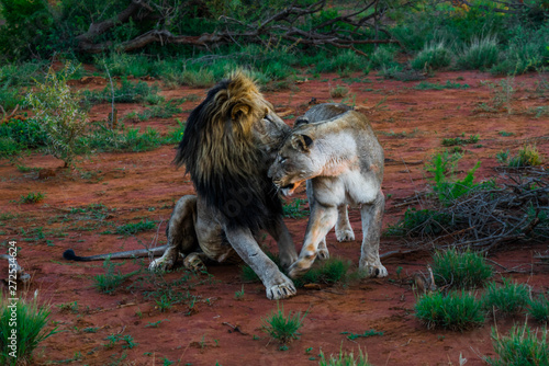 Fototapeta Naklejka Na Ścianę i Meble -  male lione female lioness