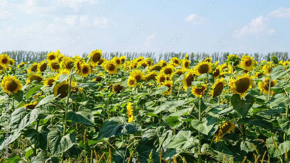 Obraz premium Sunflower field in countryside in Russia
