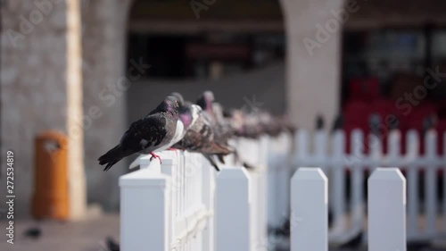 pigeon drinking water at the old city 