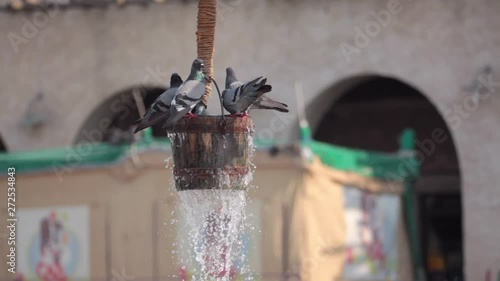 pigeon drinking water at the old city 